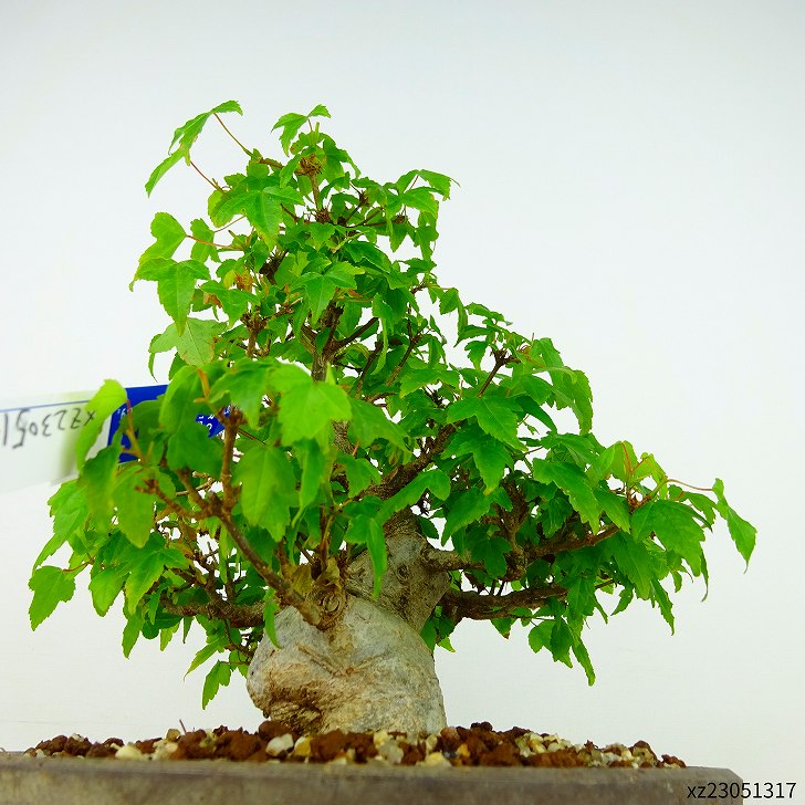 盆栽 楓 樹高 約19cm かえで Acer ...の紹介画像3