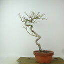 盆栽 紅葉 樹高 約29cm もみじ Acer palmatum モミジ カエデ科 落葉樹 観賞用 現品 送料無料