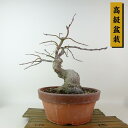 盆栽 紅葉 清竜 樹高 約28cm もみじ 高級盆栽 Acer palmatum モミジ カエデ科 落葉樹 観賞用 現品