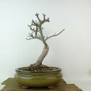 盆栽 紅葉 獅子頭 樹高 約25cm もみじ Acer palmatum モミジ シシガシラ カエデ科 落葉樹 観賞用 現品 送料無料
