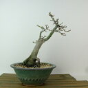 盆栽 紅葉 獅子頭 樹高 約17cm もみじ Acer palmatum モミジ シシガシラ カエデ科 落葉樹 観賞用 小品 現品 送料無料