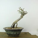 盆栽 紅葉 獅子頭 樹高 約15cm もみじ Acer palmatum モミジ シシガシラ 根上り カエデ科 落葉樹 観賞用 小品 現品 送料無料