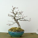 盆栽 紅葉 樹高 約15cm もみじ Acer palmatum モミジ カエデ科 落葉樹 観賞用 小品 現品 送料無料