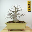 盆栽 紅葉 樹高 約25cm もみじ 高級盆栽 Acer palmatum モミジ カエデ科 落葉樹 観賞用 現品