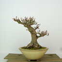 盆栽 紅葉 樹高 約15cm もみじ 高級盆栽 Acer palmatum モミジ カエデ科 落葉樹 観賞用 小品 現品