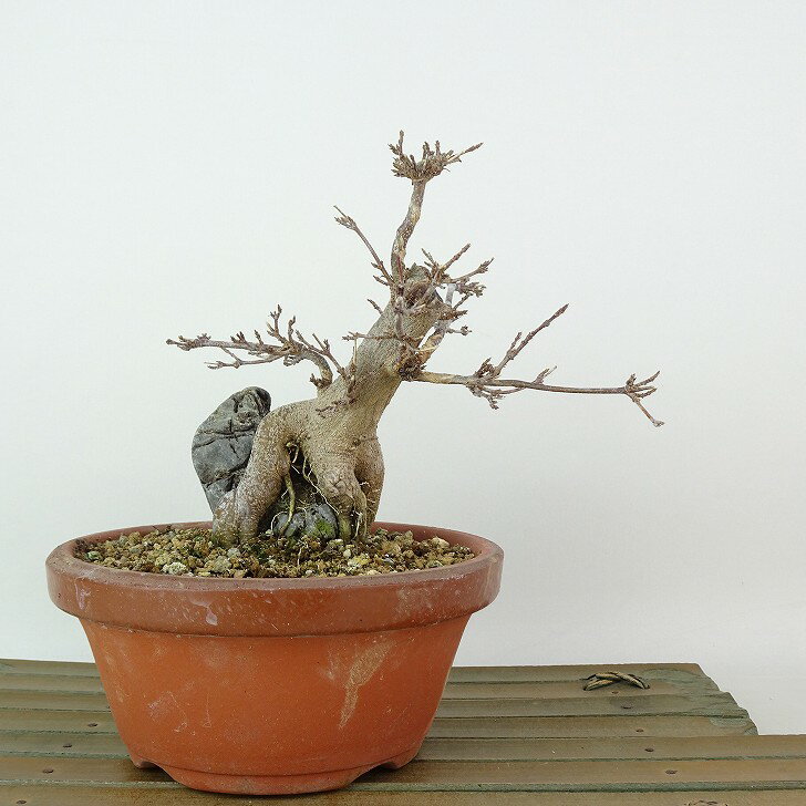楽天市場】平石(盆栽|花・観葉植物):花・ガーデン・DIYの通販 楽天市場】平石(盆栽|花・観葉植物):花・ガーデン・DIYの通販