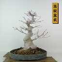 盆栽 紅葉 樹高 約17cm もみじ 高級盆栽 Acer palmatum モミジ カエデ科 落葉樹 観賞用 小品 現品