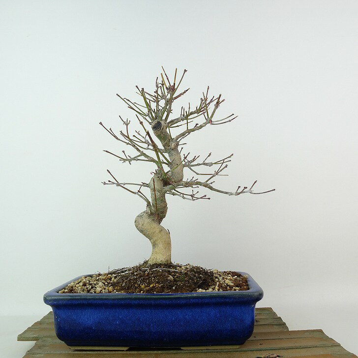 盆栽 紅葉 樹高 約24cm もみじ Acer palmatum モミジ カエデ科 落葉樹 観賞用 現品 送料無料