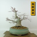 盆栽 紅葉 樹高 約22cm もみじ 高級盆栽 Acer palmatum モミジ カエデ科 落葉樹 観賞用 現品