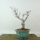 盆栽 紅葉 樹高 約17cm もみじ Acer palmatum モミジ カエデ科 落葉樹 観賞用 小品 現品 送料無料