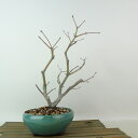 盆栽 紅葉 一行寺 樹高 約24cm もみじ Acer palmatum モミジ カエデ科 落葉樹 観賞用 現品 送料無料