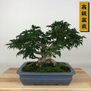 盆栽 紅葉 獅子頭 樹高 約19cm もみじ 高級盆栽 Acer palmatum モミジ シシガシラ カエデ科 落葉樹 観賞用 小品 現品