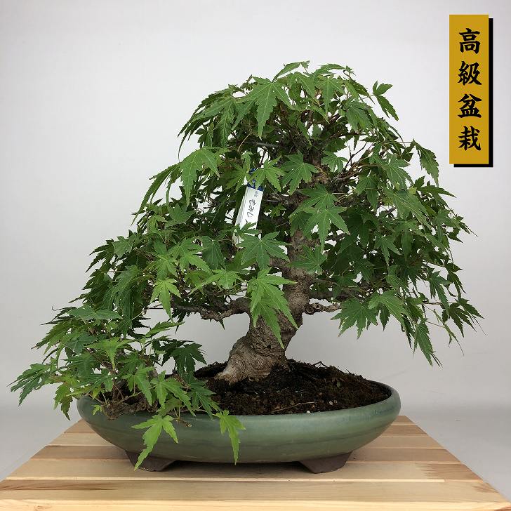 盆栽 紅葉 樹高 約28cm もみじ 高級盆栽 Acer palmatum モミジ カエデ科 落葉樹 鑑賞用 観賞用 現品