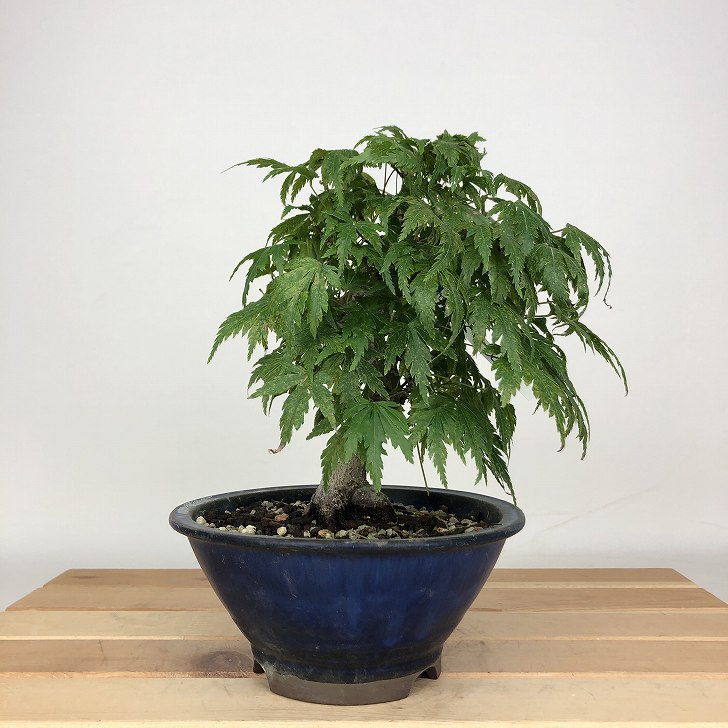 盆栽 紅葉 樹高 約17cm もみじ Acer palmatum モミジ カエデ科 落葉樹 鑑賞用 観賞用 小品 現品 送料無料