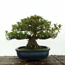 盆栽 皐月 珍山 樹高 約16cm さつき Rhododendron indicum サツキ ツツジ科 常緑樹 観賞用 小品 現品
