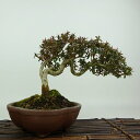 盆栽 皐月 菊姫 樹高 約16cm さつき Rhododendron indicum サツキ ツツジ科 常緑樹 観賞用 小品 現品