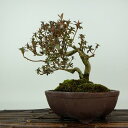 盆栽 皐月 菊姫 樹高 約18cm さつき Rhododendron indicum サツキ ツツジ科 常緑樹 観賞用 小品 現品