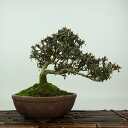 盆栽 皐月 菊姫 樹高 約16cm さつき Rhododendron indicum サツキ ツツジ科 常緑樹 観賞用 小品 現品