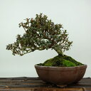 盆栽 皐月 菊姫 樹高 約15cm さつき Rhododendron indicum サツキ ツツジ科 常緑樹 観賞用 小品 現品