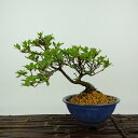 盆栽 皐月 満月 樹高 約14cm さつき Rhododendron indicum サツキ ツツジ科 常緑樹 観賞用 小品 現品 送料無料