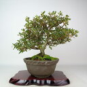 盆栽 皐月 はなびん 樹高 約26cm さつき Rhododendron indicum サツキ ツツジ科 常緑樹 観賞用 現品 送料無料