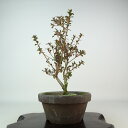 盆栽 皐月 菊姫 樹高 約31cm さつき Rhododendron indicum サツキ ツツジ科 常緑樹 観賞用 現品 送料無料
