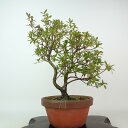 盆栽 皐月 鼓の舞 樹高 約29cm さつき Rhododendron indicum サツキ ツツジ科 常緑樹 観賞用 現品 送料無料