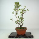 盆栽 皐月 鼓の舞 樹高 約29cm さつき Rhododendron indicum サツキ ツツジ科 常緑樹 観賞用 現品 送料無料