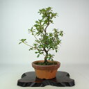 盆栽 皐月 鼓の舞 樹高 約27cm さつき Rhododendron indicum サツキ ツツジ科 常緑樹 観賞用 現品 送料無料