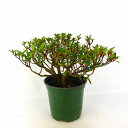 盆栽 皐月 樹高 約13cmさつき Rhododendron indicum サツキ 花物 ツツジ科 常緑樹 観賞用 小品 現品 送料無料