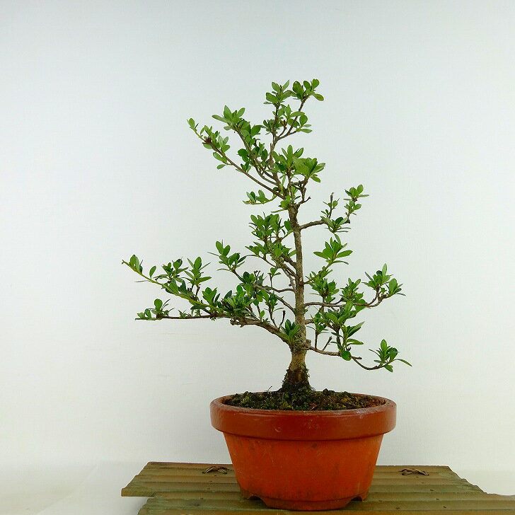 盆栽 皐月 絹の舞 樹高 約29cm さつき Rhododendron indicum サツキ ツツジ科 常緑樹 観賞用 現品