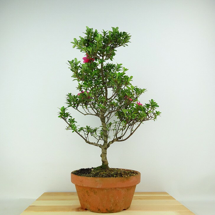 盆栽 皐月 ロージー 樹高 約36cm さつき Rhododendron indicum サツキ ツツジ科 常緑樹 観賞用 現品 送料無料