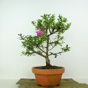 盆栽 皐月 紫輝 樹高 約28cm さつき Rhododendron indicum サツキ ツツジ科 常緑樹 観賞用 現品 送料無料