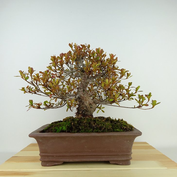 盆栽 皐月 十六夜 樹高 約23cm さつき Rhododendron indicum サツキ ツツジ科 常緑樹 観賞用 現品