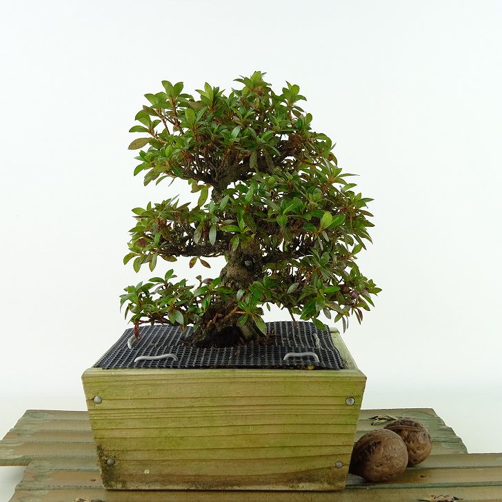 盆栽 皐月 珍山 樹高 約16cm さつき Rhododendron indicum サツキ ツツジ科 常緑樹 観賞用 小品 現品