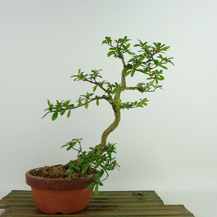 盆栽 皐月 彩 樹高 約22cm さつき Rhododendron indicum サツキ ツツジ科 常緑樹 観賞用 現品 送料無料