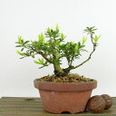 盆栽 皐月 樹高 約12cm さつき Rhododendron indicum サツキ ツツジ科 常緑樹 観賞用 小品 現品 送料無料