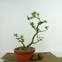 ~ H  12cm  Rhododendron indicum TcL ccW Ύ Ϗܗp i i 