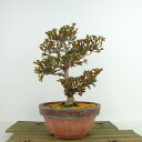 ~ H ߉  22cm  Rhododendron indicum TcL ccW Ύ Ϗܗp i 