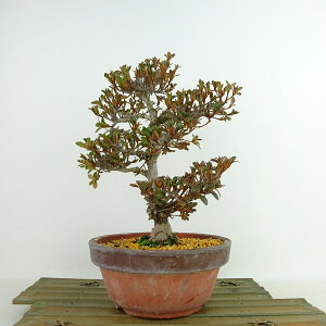 ߺ  Ყ  22cm Ĥ Rhododendron indicum ĥ ĥĥ м Ѿ  ̵