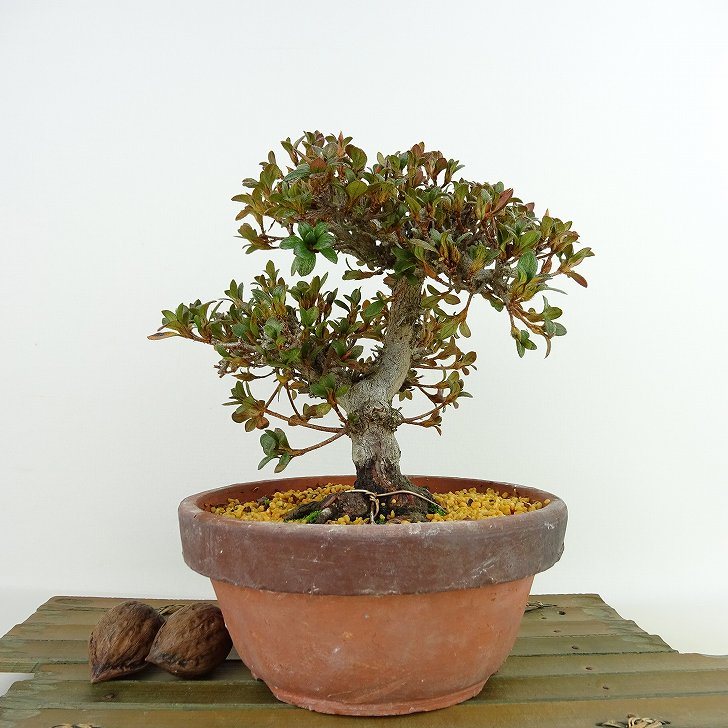 盆栽 皐月 鶴翁 樹高 約16cm さつき Rhododendron indicum サツキ ツツジ科 常緑樹 観賞用 小品 現品 送料無料