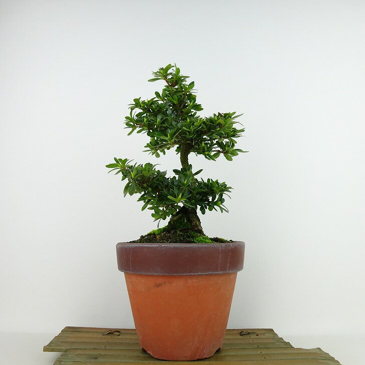 盆栽 皐月 明美の月 樹高 約22cm さつき Rhododendron indicum サツキ ツツジ科 常緑樹 観賞用 現品