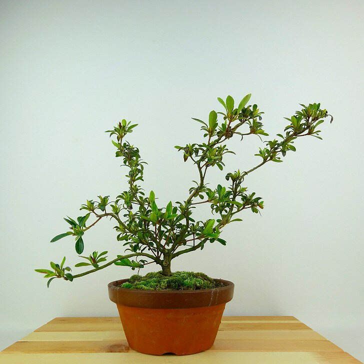 盆栽 皐月 晃明 樹高 約21cm さつき Rhododendron indicum サツキ ツツジ科 常緑樹 観賞用 現品 送料無料