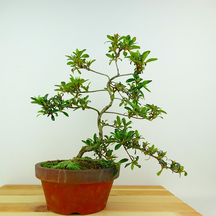 盆栽 皐月 晃明 樹高 約26cm さつき Rhododendron indicum サツキ ツツジ科 常緑樹 観賞用 現品 送料無料