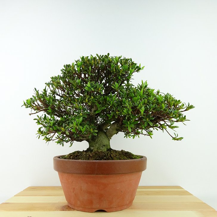 ߺ    19cm Ĥ Rhododendron indicum ĥ ĥĥ м Ѿ  