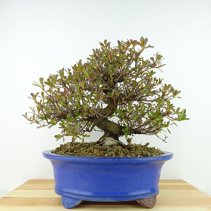 盆栽 皐月 若恵比須 樹高 約22cm さつき Rhododendron indicum サツキ ツツジ科 常緑樹 観賞用 現品