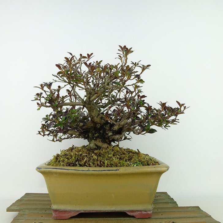 ߺ  Ȭӡζ  19cm Ĥ Rhododendron indicum ĥ ĥĥ м Ѿ  