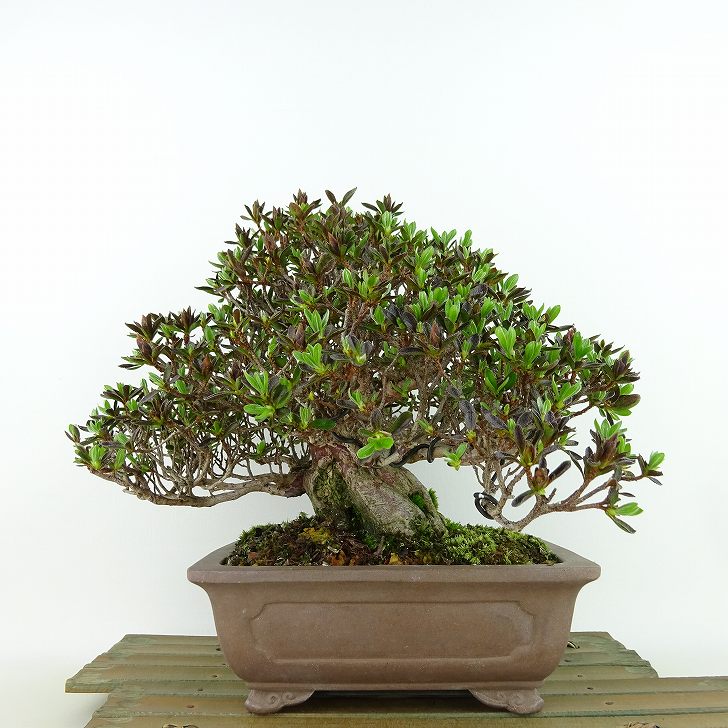 ߺ  ε  18cm Ĥ Rhododendron indicum ĥ ĥĥ м Ѿ  