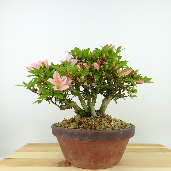盆栽 皐月 日光 樹高 約19cm さつき Rhododendron indicum サツキ ツツジ科 常緑樹 観賞用 小品 現品