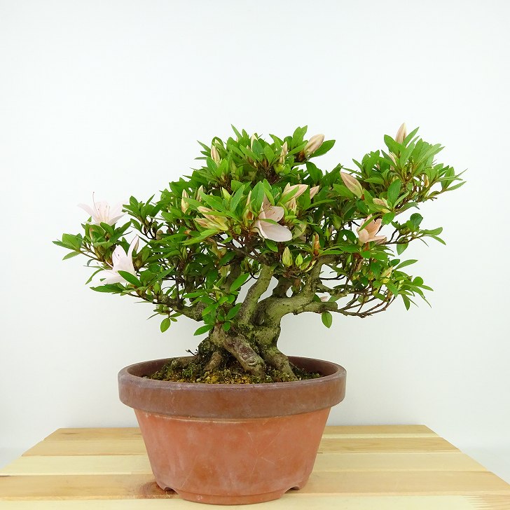 盆栽 皐月 晃山 樹高 約20cm さつき Rhododendron indicum サツキ ツツジ科 常緑樹 観賞用 小品 現品